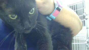 Rescue Domestic Short Hair Cats for Adoption - Mavis | PetCurious