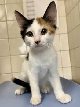 Patti -  Domestic Short Hair Cat for Adoption in San Antonio, Texas - Patti | PetCurious