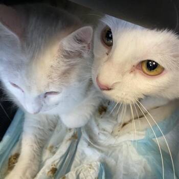 Rescue Domestic Medium Hair Cats for Adoption in Long Beach, California - Fluffy | PetCurious