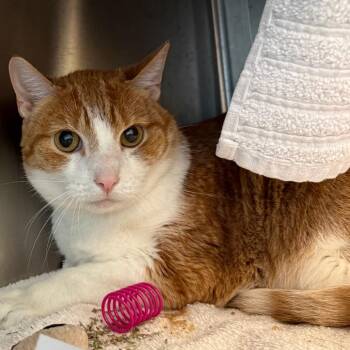 Magner -  Domestic Short Hair Cat for Adoption in Pittsburgh, Pennsylvania - Magner | PetCurious
