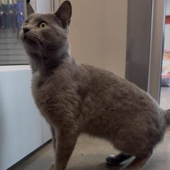 Thomas -  Domestic Short Hair Cat for Adoption in Janesville, Wisconsin - Thomas | PetCurious