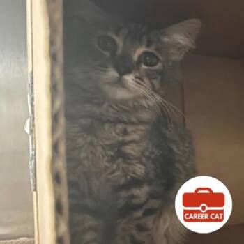 Melon -  Domestic Short Hair Cat for Adoption in Roseville, California - Melon | PetCurious