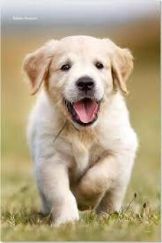 American Bobtail and American Curl Cats Available for Adoption in Winchester, Indiana - Testpet01 | PetCurious