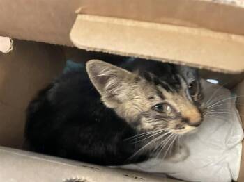 ALEX -  Domestic Short Hair Cat for Adoption in San Jose, California - ALEX | PetCurious