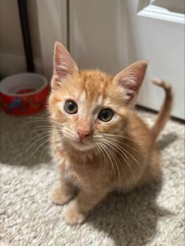 Tapatio -  Domestic Short Hair Cat for Adoption in Davis, California - Tapatio | PetCurious