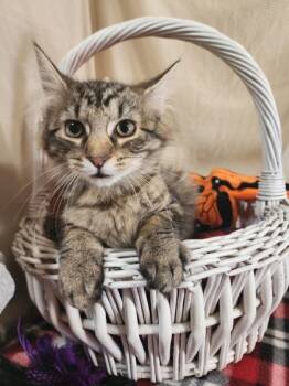 Rescue Domestic Long Hair and Domestic Short Hair Cats for Adoption in Bloomsburg, Pennsylvania - Cleopatra | PetCurious