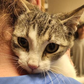 Domestic Short Hair Cats Available for Adoption in Tupelo, Mississippi - Scuba - 050508U | PetCurious