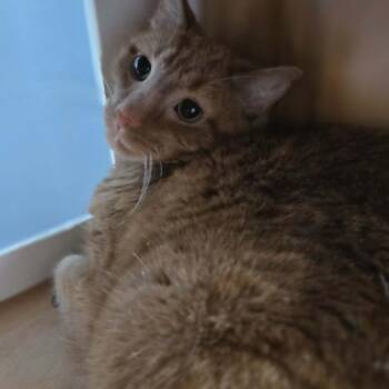 Figaro/Cheeto -  Domestic Short Hair Cat for Adoption in Lexington, Kentucky - Figaro/Cheeto | PetCurious