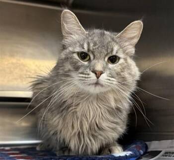 Domestic Long Hair Cats Available for Adoption in Aurora, Illinois - POM POM | PetCurious