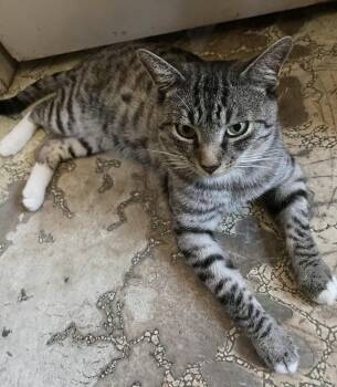 Sweet Boy - Affectionate and playful -  Domestic Short Hair Cat for Adoption in Muskego, Wisconsin - Sweet Boy - Affectionate And Playful | PetCurious