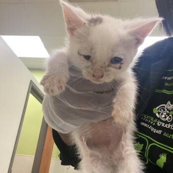 Lil Bit -  Domestic Short Hair Cat for Adoption in Lynchburg, Virginia - Lil Bit | PetCurious