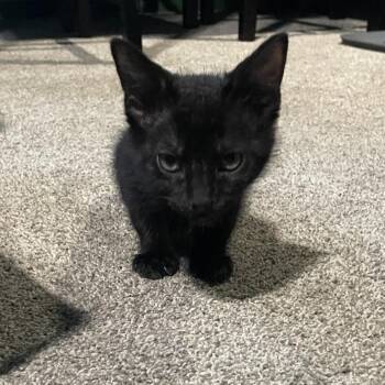 Atti -  Domestic Short Hair Cat for Adoption in Westminster, California - Atti | PetCurious