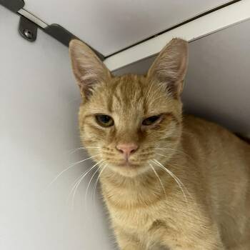 Iskra -  Domestic Short Hair Cat for Adoption in Lyndhurst, Virginia - Iskra | PetCurious