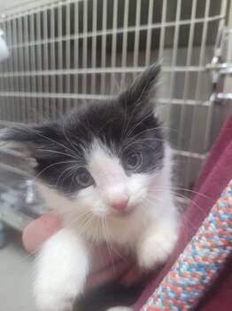 Rescue Domestic Medium Hair and Domestic Short Hair Cats for Adoption in Chesapeake, Virginia - Nugget | PetCurious