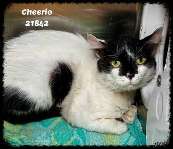 CHEERIO see also WAFFLE -  Domestic Short Hair and Tuxedo Cat for Adoption in Marietta, Georgia - CHEERIO See Also WAFFLE | PetCurious