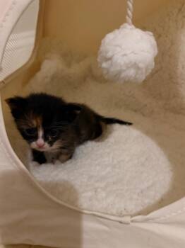 *Tiramisu -  Domestic Short Hair Cat for Adoption in Newnan, Georgia - *Tiramisu | PetCurious