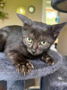 Hope Logan -  Domestic Short Hair Cat for Adoption in Berwick, Pennsylvania - Hope Logan | PetCurious