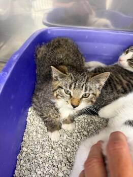 Cumin -  Domestic Short Hair Cat for Adoption in Glenfield, New York - Cumin | PetCurious