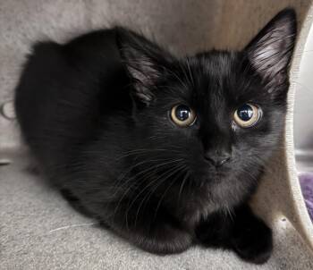 Rescue Domestic Medium Hair Cats for Adoption in Salisbury, North Carolina - WINNIE | PetCurious