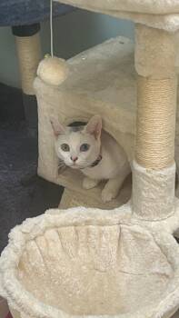 Domestic Short Hair Cats Available for Adoption in Homestead, Florida - Chloe Crystal | PetCurious