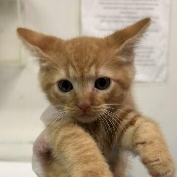Flannel -  Domestic Short Hair Cat for Adoption in Charleston, West Virginia - Flannel | PetCurious
