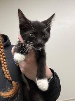 Gravel -  Domestic Short Hair Cat Available for Adoption in Osseo, Michigan - Gravel | PetCurious