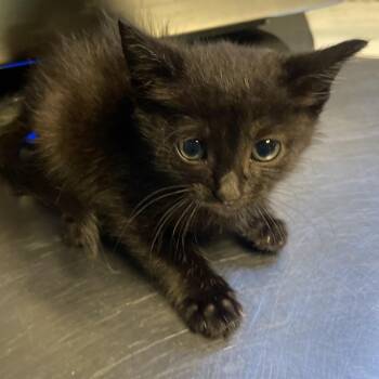 Ms. Juicy -  Domestic Short Hair Cat for Adoption in Tuscaloosa, Alabama - Ms. Juicy | PetCurious