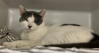 Rescue Domestic Short Hair Cats for Adoption in Boston, Massachusetts - BUTTERBALL | PetCurious