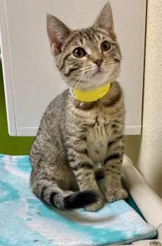 Rihanna -  Domestic Short Hair and Tabby Cat for Adoption in Fargo, North Dakota - Rihanna | PetCurious