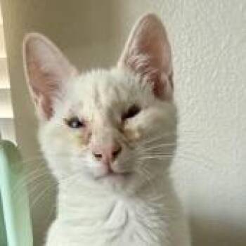 Snowdrop -  Siamese Cat for Adoption in Los Angeles, California - Snowdrop | PetCurious
