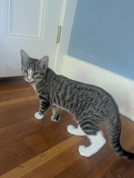 Apple & Newt -  Domestic Short Hair Cat for Adoption in Medfield, Massachusetts - Apple & Newt | PetCurious