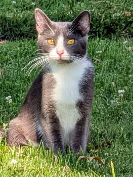 Kiwi -  Domestic Short Hair Cat for Adoption in Toledo, Ohio - Kiwi | PetCurious