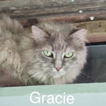 Gracie Coop -  Domestic Medium Hair Cat for Adoption in Tipp City, Ohio - Gracie Coop | PetCurious