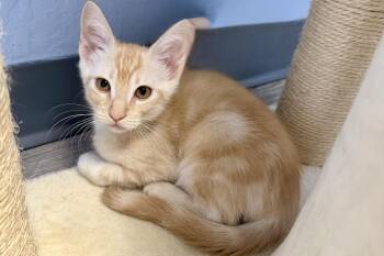 Castor -  Domestic Medium Hair Cat for Adoption in Fountain Hills, Arizona - Castor | PetCurious