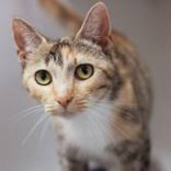 Darla -  Domestic Short Hair Cat for Adoption in Hilliard, Ohio - Darla | PetCurious
