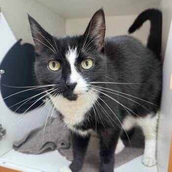 Zola -  Domestic Short Hair Cat for Adoption in Branford, Connecticut - Zola | PetCurious
