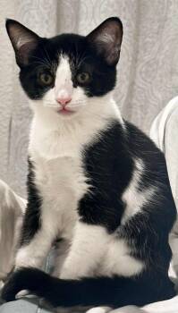 Rescue Domestic Short Hair Cats for Adoption in Vacaville, California - Jet | PetCurious