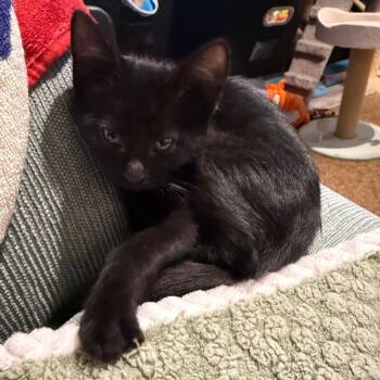 Domestic Short Hair Cats Available for Adoption in Silver Spring, Maryland - Venus | PetCurious