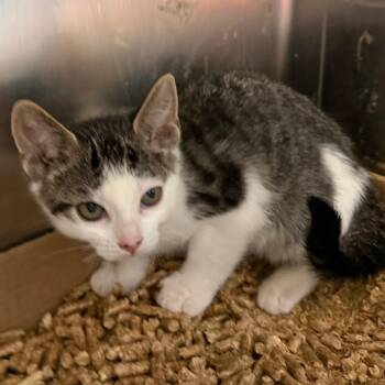 Domestic Short Hair Cats Available for Adoption in Philadelphia, Pennsylvania - Calzone | PetCurious