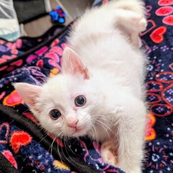 Manchego* -  Domestic Short Hair Cat for Adoption in San Gabriel, California - Manchego* | PetCurious