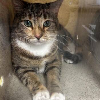 Domestic Short Hair Cats Available for Adoption in Philadelphia, Pennsylvania - Mousse | PetCurious