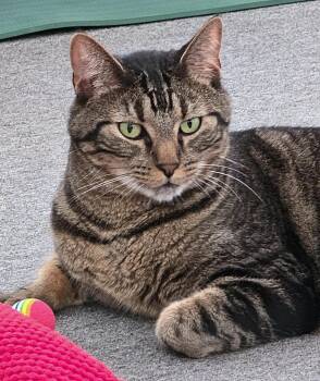 Tabby Cats Available for Adoption in Laguna Woods, California - Finnegan | PetCurious