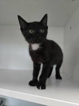 Misty -  Domestic Short Hair Cat for Adoption in Savannah, Georgia - Misty | PetCurious