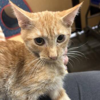 Dennis -  Domestic Short Hair Cat for Adoption in Hemet, California - Dennis | PetCurious
