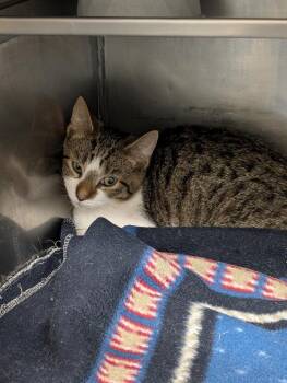 Beatrice -  Domestic Short Hair Cat for Adoption in Plymouth, Connecticut - Beatrice | PetCurious