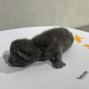 Momo -  Domestic Short Hair Cat for Adoption in Tampa, Florida - Momo | PetCurious