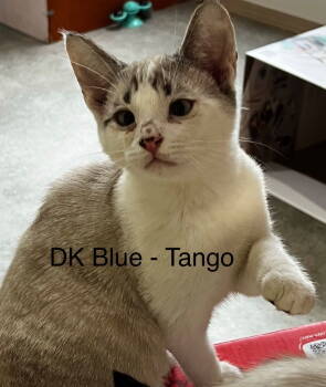Rescue Domestic Short Hair Cats for Adoption in Battle Ground, Washington - CM - (Dk Blue) Tango | PetCurious