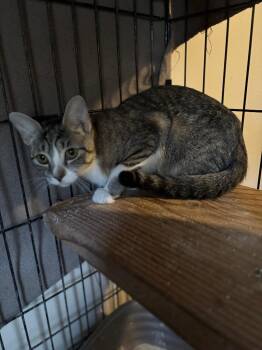 Domestic Short Hair Cats Available for Adoption - Sedona | PetCurious