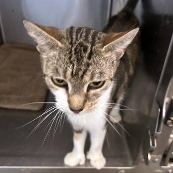 Rescue Domestic Short Hair Cats for Adoption in Lambertville, New Jersey - Bridget | PetCurious