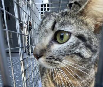 CINNAMON -  Domestic Short Hair Cat for Adoption in Fort Myers, Florida - CINNAMON | PetCurious